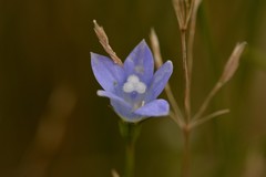 Wahlenbergia violacea