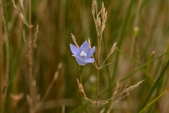 Wahlenbergia violacea