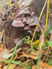 Auricularia auricula-judae