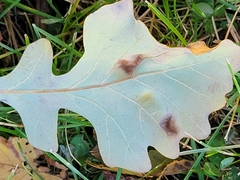Aceria querci