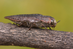 Ectinogonia buquetii