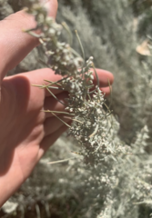 Artemisia filifolia