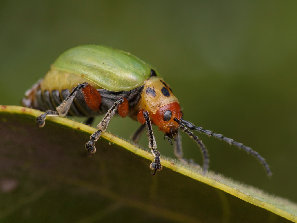 Procalus lenzi