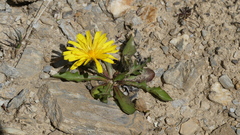Scorzoneroides montana