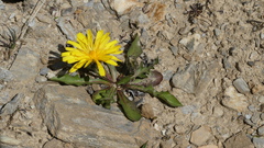 Scorzoneroides montana