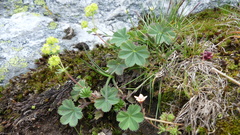 Alchemilla glaucescens