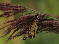 Phragmites australis
