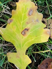 Aceria querci