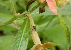 Nanophyinae