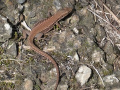 Podarcis muralis