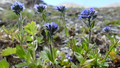 Veronica alpina
