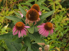 Echinacea purpurea