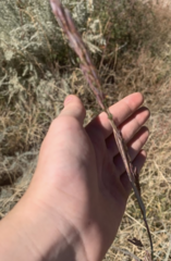 Sporobolus compositus