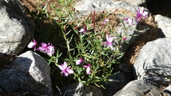 Chamaenerion fleischeri