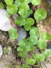 Hydrocotyle verticillata