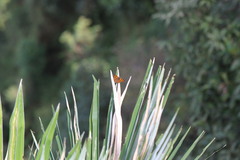Dodona ouida phlegra