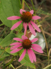 Echinacea purpurea