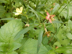 Nanophyinae