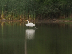 Ardea alba