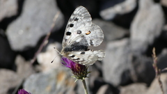 Carduus defloratus