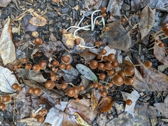 Parasola conopilea