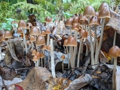 Parasola conopilea