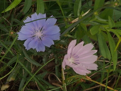 Cichorium intybus