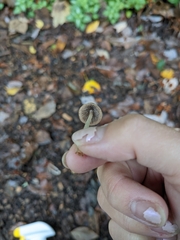 Parasola conopilea