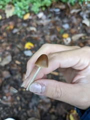 Parasola conopilea