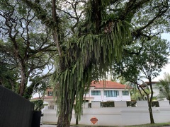 Nephrolepis acutifolia