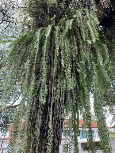 Image of Nephrolepis acutifolia by (c) scallions, some rights reserved (CC BY)