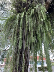 Nephrolepis acutifolia