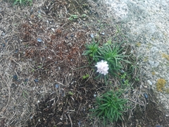 Armeria maritima
