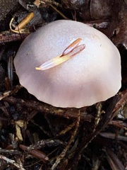 Cuphophyllus lacmus