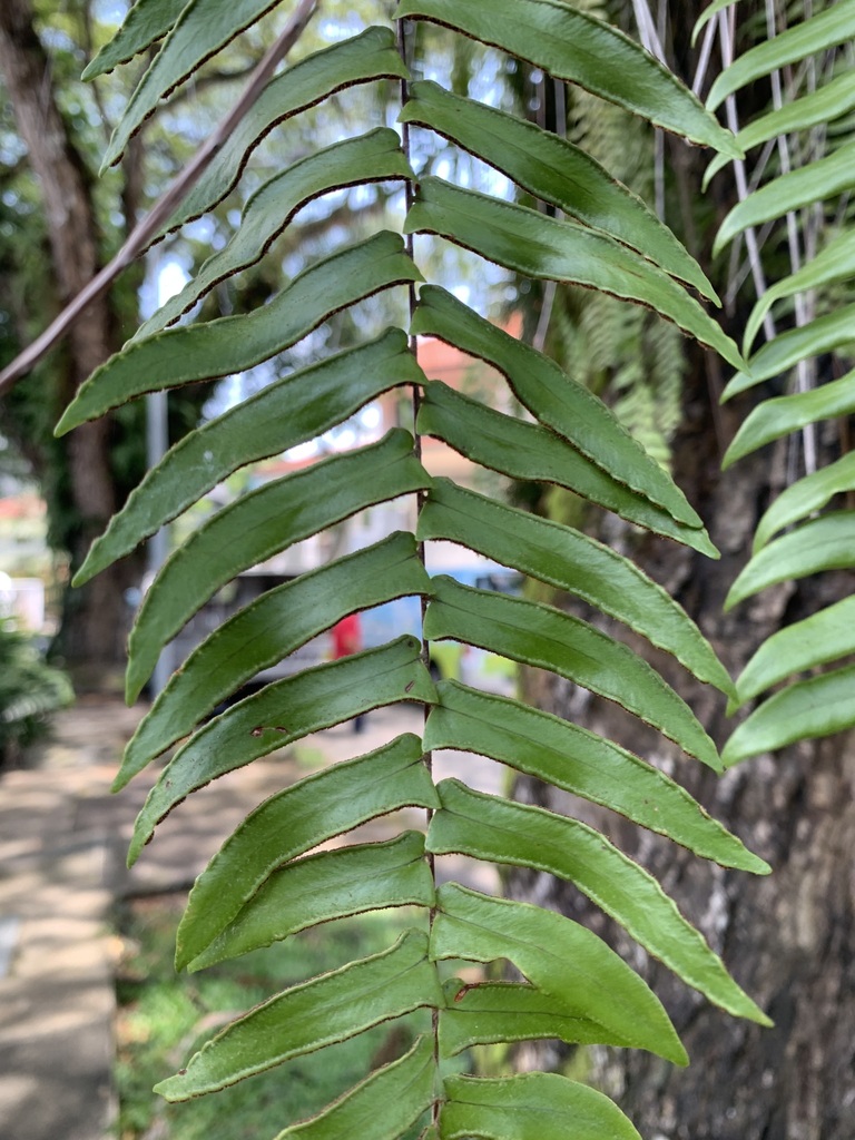Fishbone Fern