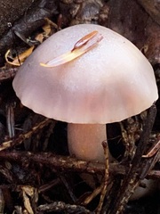Cuphophyllus lacmus