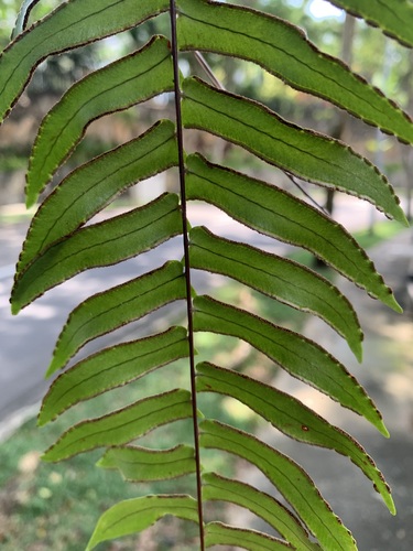 Image of Nephrolepis acutifolia by (c) scallions, some rights reserved (CC BY)