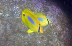 Chaetodon plebeius