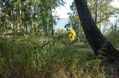 Galatella biflora