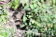 Cyclanthera dissecta