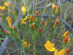 Linum macraei