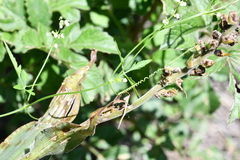 Cyclanthera dissecta