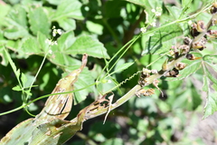 Cyclanthera dissecta