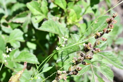 Cyclanthera dissecta