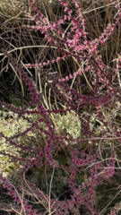 Salsoleae