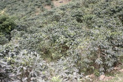 Coffea arabica