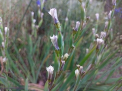 Sisyrinchium