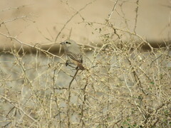 Lanius isabellinus