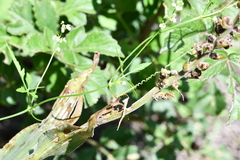 Cyclanthera dissecta
