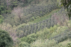 Coffea arabica